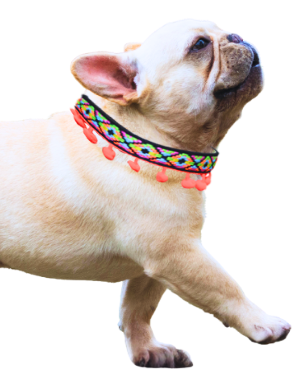 Collar Naranja Minerva